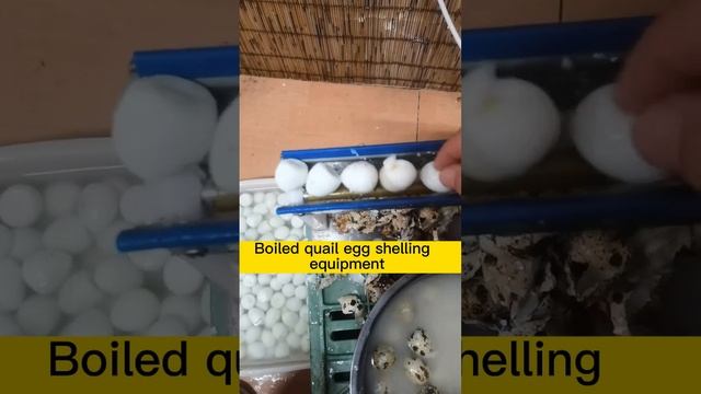 Improve Your Quail Egg Production Line with Our Fast Peeling Machinery