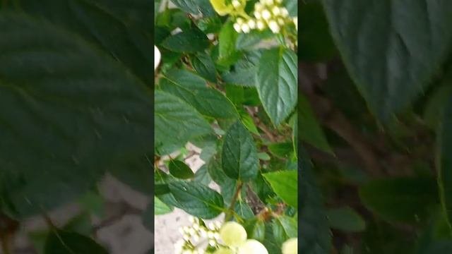 Ранние сорта гортензий. Обзор моих распустивштхся гортензий с названиями.