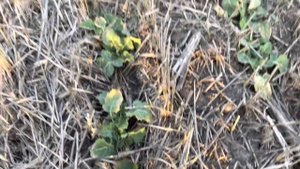 Первая Обработка инсектицидом по рапсу джон диром р4030