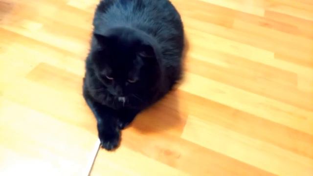 КОШАЧЬИ ИГРЫ с проводом. КОШКИ ПРИКОЛЫ С КОШКАМИ И КОТАМИ. CAT GAMES. CATS FUN