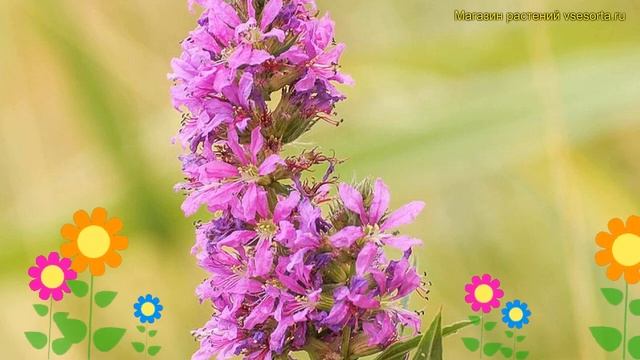 Дербенник иволистный Робин. Краткий обзор, описание характеристик lythrum salicaria Robin смотреть онлайн