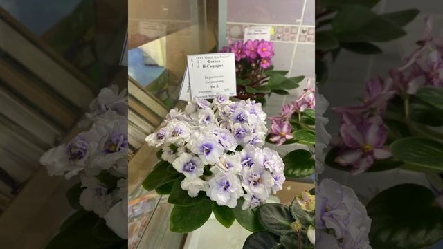 ВЫСТАВКА ЦВЕТОВ В ДОМЕ ФИАЛКИ | 12-15 мая 2023г. смотреть онлайн