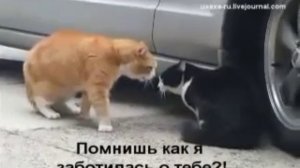 прикол про котов))))))))))))))