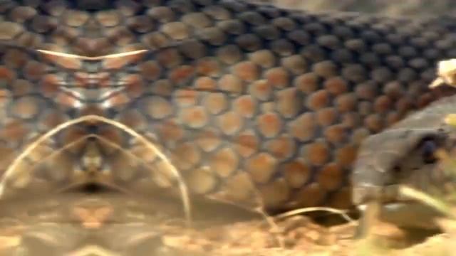 СЕРВАЛ  длинноногии кот   укротитель ЗМЕИ! Интересные факты о сервале