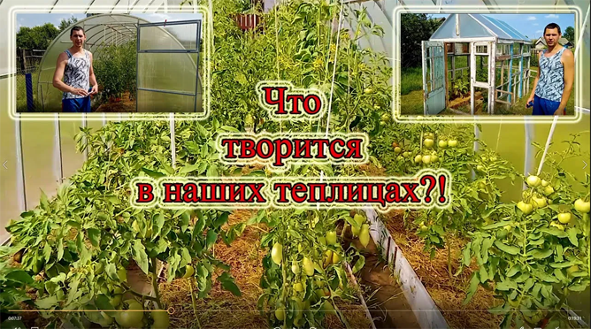 Обзор теплиц. Обустройство грядок в теплице из поликарбоната. Теплица из окон своими руками.