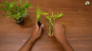 How to propagate Lucky bamboo faster | Grow & Decorate Lucky Bamboo | Dracaena Sanderiana