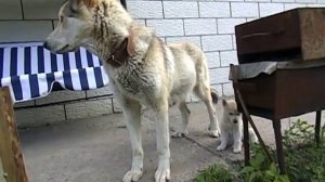 Щенки смесь Хаски и Лайки