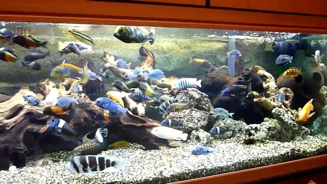 Большой аквариум с цихлидами или все реки впадают в моря смотреть онлайн