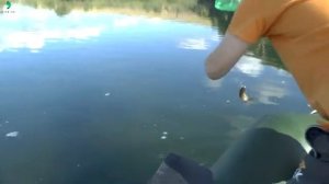 На живца | Щука на поставушки