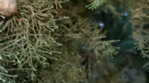 ГРЕЦИЯ.ЦВЕТЕТ КИПАРИС))) ВЫ ВИДЕЛИ ТАКОЕ?