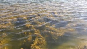 Водоросли в  озере Титреенгёль (Titreyengöl). Сиде. Турция