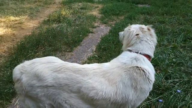Признаки приближения родов у алабая