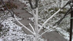 А вы побелили деревья??//Когда белить деревья?