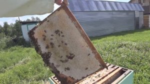 Главный медосбор Сибирь, Красноярский край