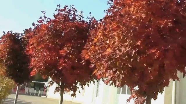 Золотая осень. смотреть онлайн