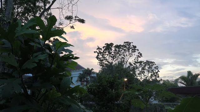 Hazy morning: Where have all the bulbuls gone? смотреть онлайн