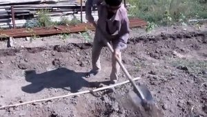 Подготовка почвы и посадка малины. Soil preparation and planting raspberries.