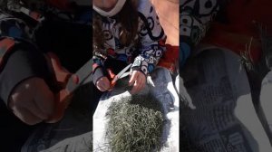 Чистка сосудов ног народными средствами