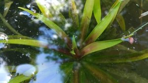 Водная пальма телорез, водное алоэ - ЗИМУЮЩЕЕ и красивое растение для пруда