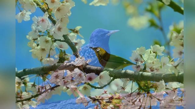 Щебет птиц. Видео для отдыха, расслабления и сна. Birdsong. Videos for rest, relaxation and sleep.