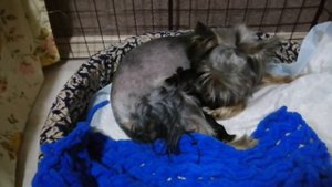 Щенкам йорка 1 день