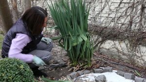 ЮККА НИТЧАТАЯ//Весенний уход