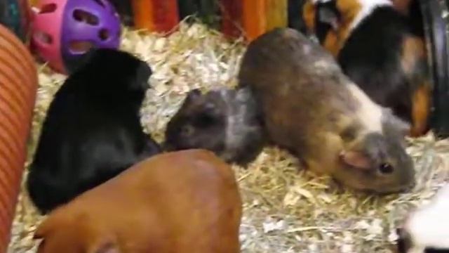 The Guineas on exploration (camera test) смотреть онлайн