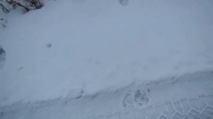Охота на волка. Волчьей тропой.