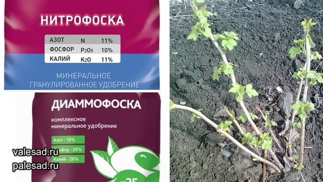 ОБЯЗАТЕЛЬНО ПОДКОРМИТЕ КУСТЫ СМОРОДИНЫ ЭТИМ В АПРЕЛЕ - МАЕ И ОНА ЗАВАЛИТ УРОЖАЕМ!