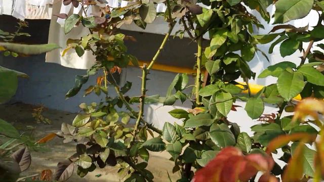 Сорта моих Роз-УСТОЙЧИВЫХ К ЧЕРНОЙ ПЯТНИСТОСТИ и неустойчивых тоже покажу 31.08.2021 год смотреть онлайн