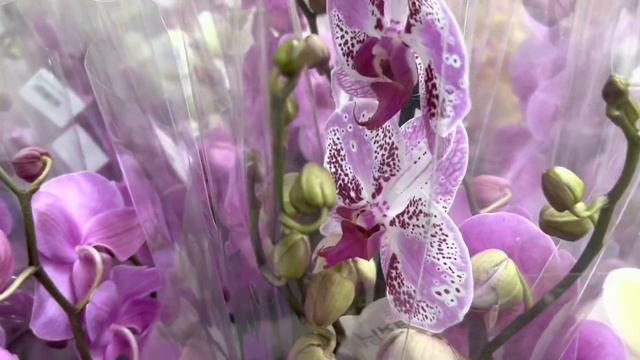 Ах!!! Обзор Орхидей ! Восторг полнейший ( Одесса садовый центр ) смотреть онлайн