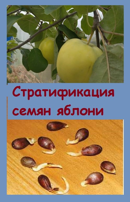 Помещаю семена яблонь на стратификацию, чтобы посеять их в начале марта в горшочки, а затем - в
сад
