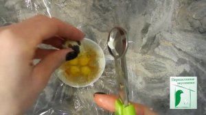 Правильное яйцо пашот из перепелиных яиц. Как приготовить.