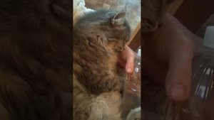 как быстро помочь кошке при проблеме мочевого пузыря.