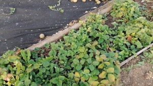 Обзор сада. Размножение яблони воздушными отводками.