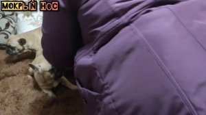 Покупка щенка Французского бульдога - практические советы. Мокрый нос.