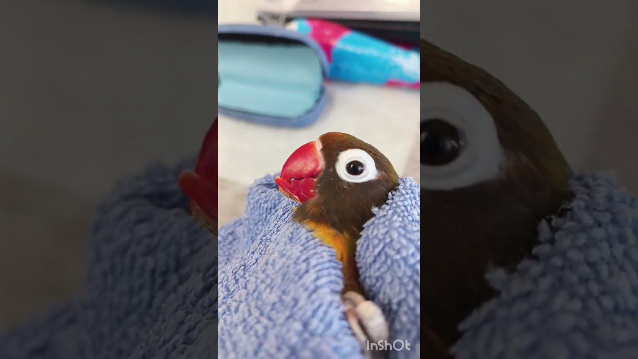 На видео попугай неразлучник самец. Мой личный сайт, www.e-ornitologonlain.ru смотреть онлайн