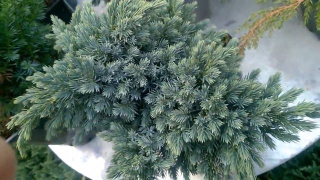 Juniperus squamata "Blue Star" смотреть онлайн