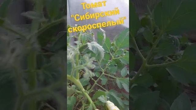 Томат "Сибирский Скороспелый"