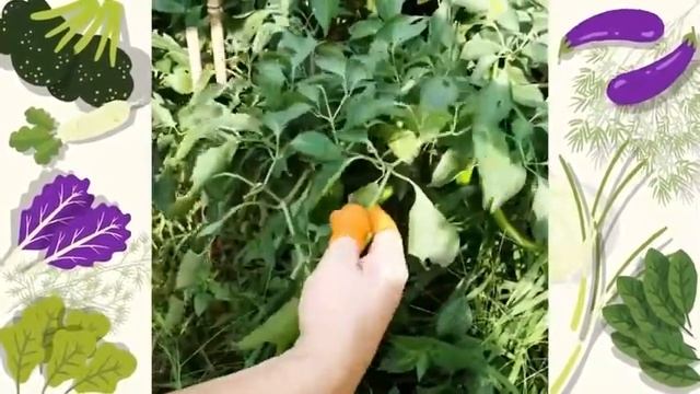 Силиконовый нож на палец для сбора урожая и обработки растений смотреть онлайн