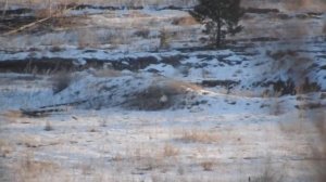 CZ 527 MTR 6.5 grendel, 630 метров, 123 сценар, 01 12 2020