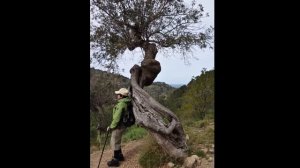 Испания. Оливковые деревья