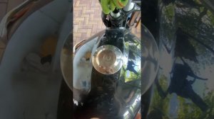 Что значат кнопки и переключетели в мопеде rc110 alpha racer (RC50Alpha)