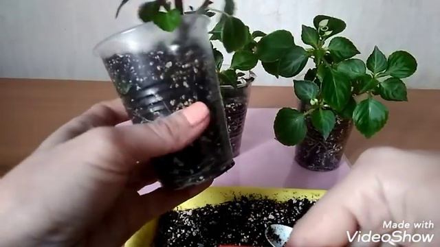 Бальзамины на фитиле смотреть онлайн