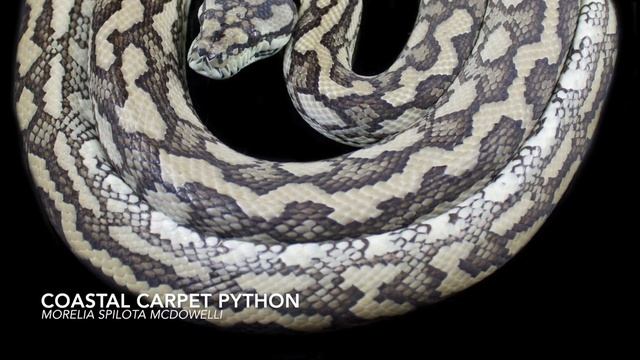 The Carpet Python Complex Overview смотреть онлайн