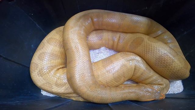 Albino Anaconda смотреть онлайн