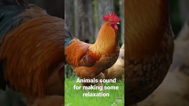 Animals sounds for making some relaxation