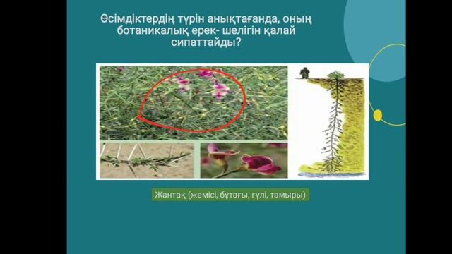 Тірі ағзалардың сан алуандылығы. Өсіидіктер систематикасы. 6-сынып жаратылыстану