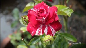 Rose Flower Garden || English Rose Plant || Sentimental Rose Flower