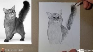 как нарисовать кошку how to draw a cat
